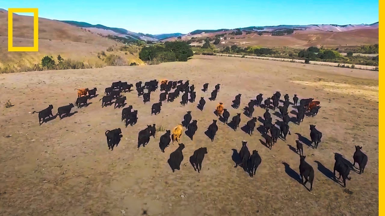 Pastoreo con DRONES, ¿es posible? ¡Increíble uso de DRONES en ganadería ! | NatGeo en Español