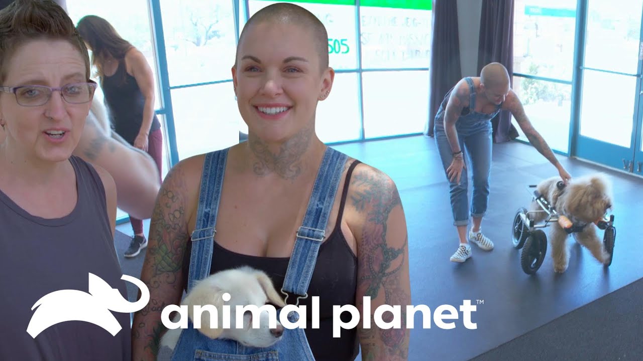 Amanda se enferma durante largo viaje para rescatar mascotas | Amanda al Rescate | Animal Planet