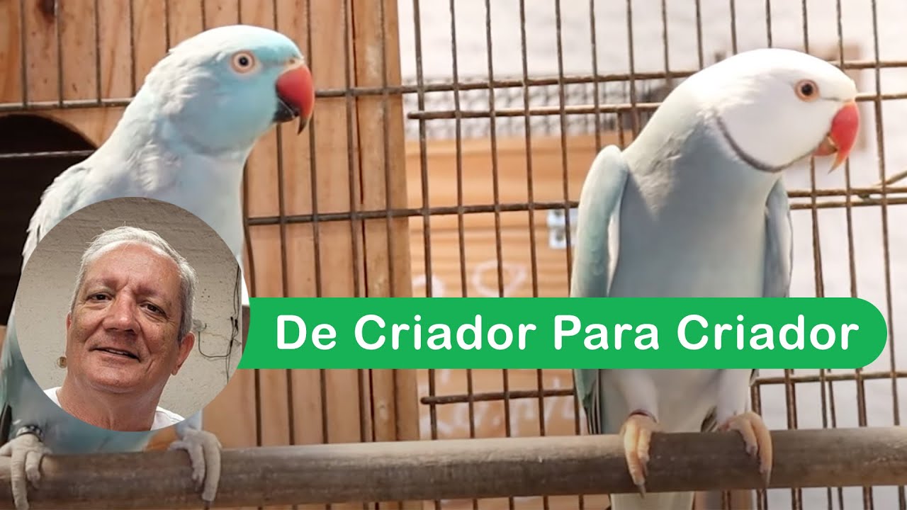 De Criador Para Criador - Antônio Alfredo Cardoso, criador de periquito Ring Neck - Parte 02
