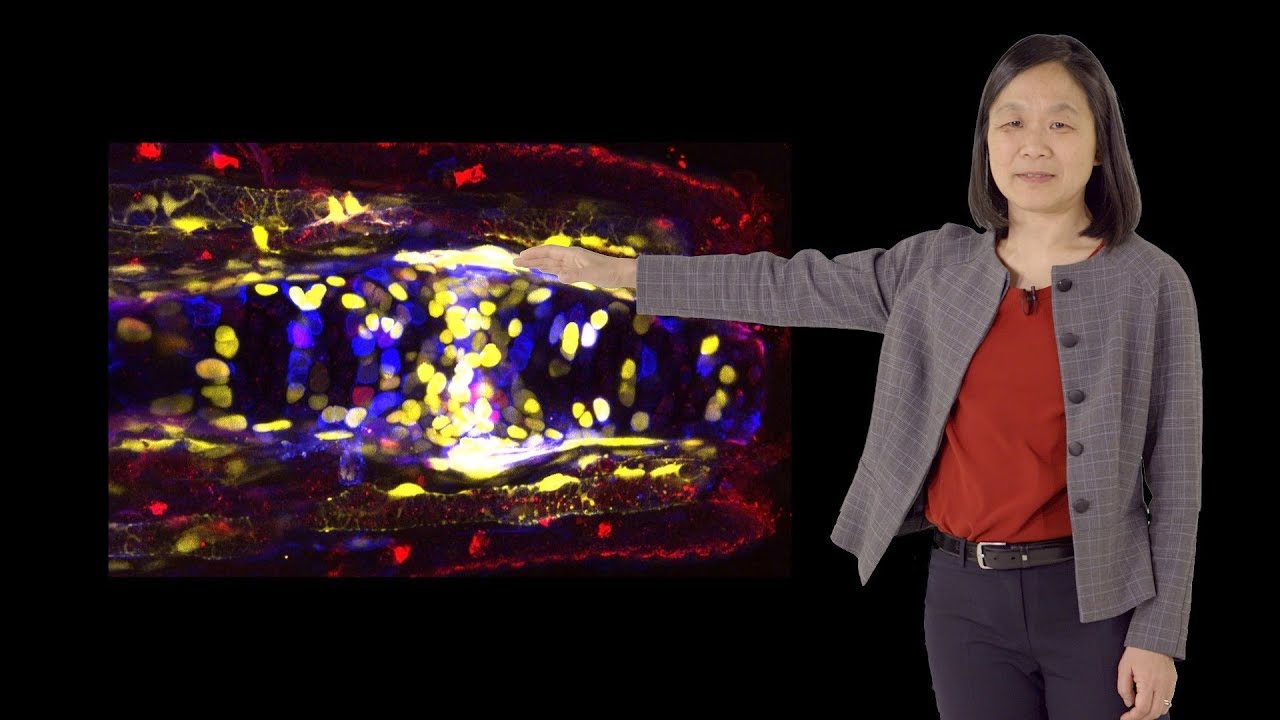 Elly Tanaka (IMP and VBC) 2: Signaling Molecules in Limb Regeneration