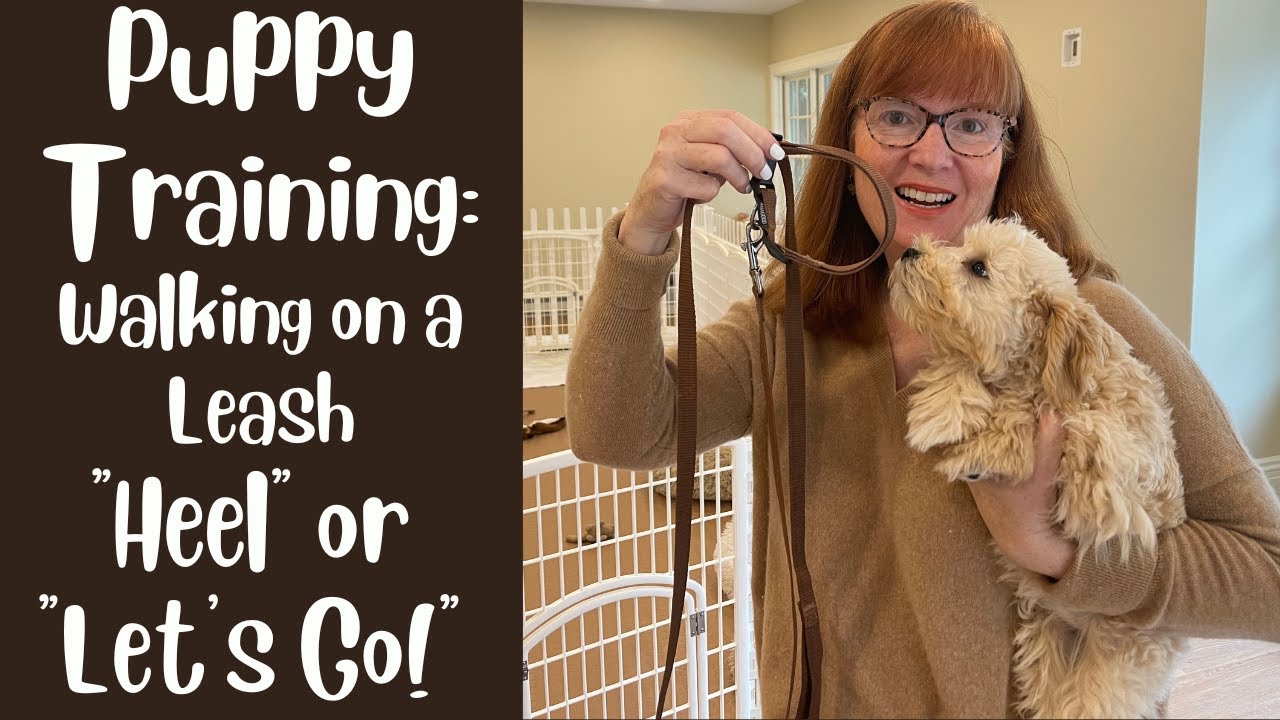 Puppy Training: Walking on a Leash 