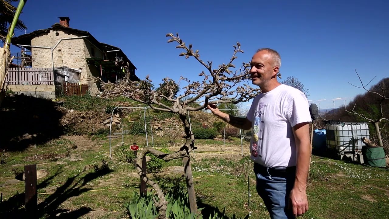 Video 205 - Tulipani, #Tillandsie, piante carnivore ed altre essenze...