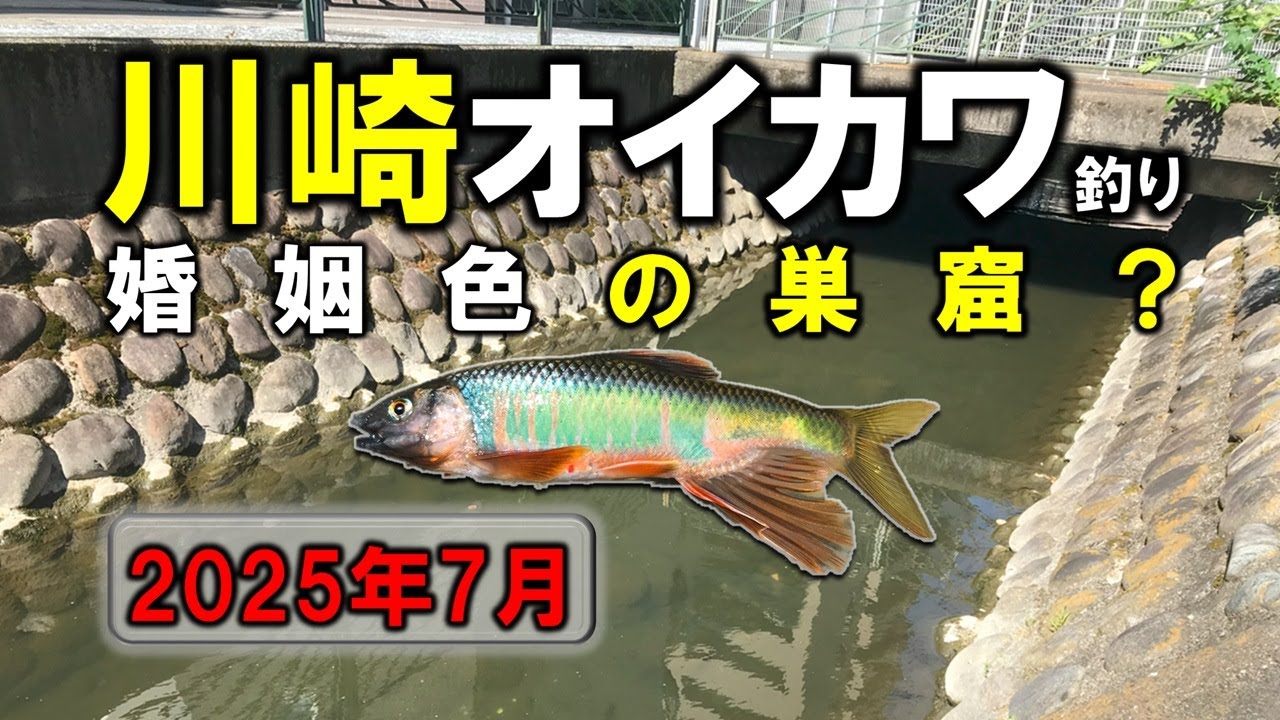 用水路でオイカワ釣り 2025夏の川崎 / Fishing freshwater minnow at a canal in Kawasaki-city