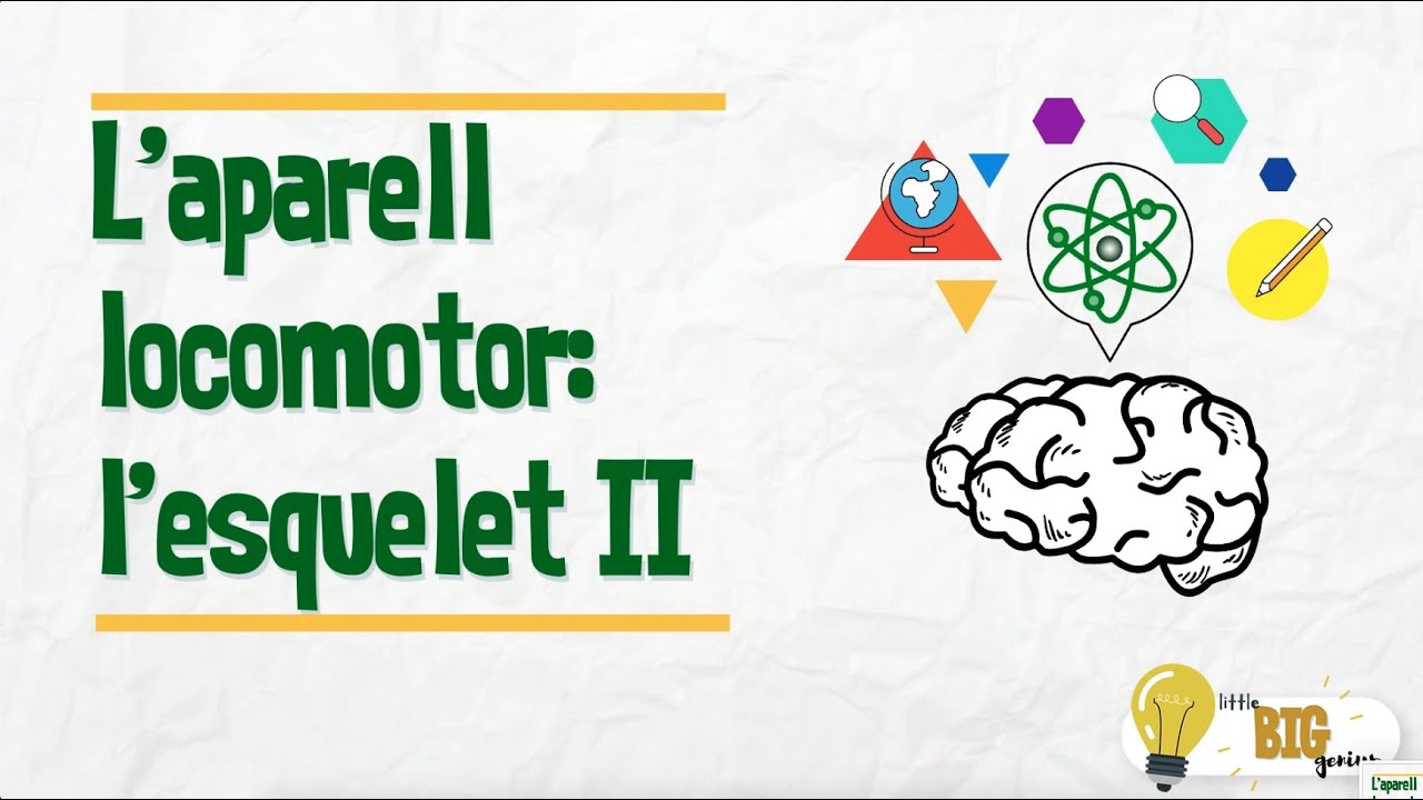 L'aparell locomotor:L'esquelet II - Little Big Genius