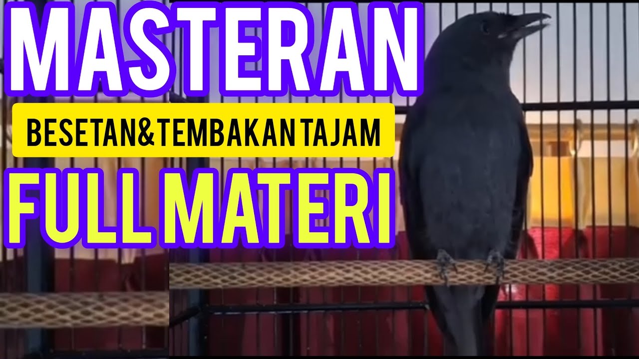 MASTERAN BURUNG SRIGUNTING HITAM GACOR FULL ISIAN DAN TEMBAKAN KASAR‼️100% AMPUH UNTUK PANCINGAN
