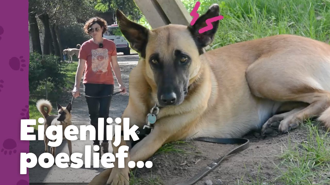 Waarom valt Rasha uit naar andere honden?! – Ron’s Honden Spreekuur