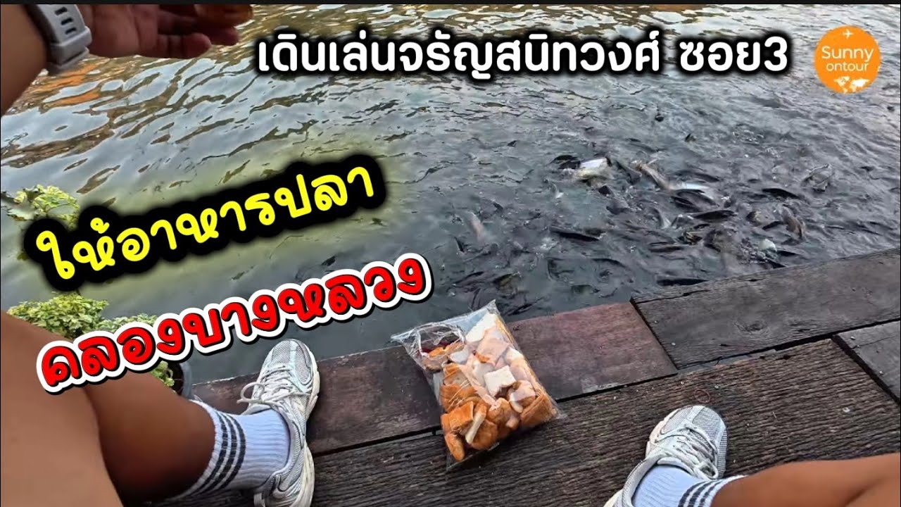 เดินจาก MRT ท่าพระไป จรัญ​สนิท​วงศ์​ ซอย 3 เดินไปถึงท้ายซอย ให้อาหารปลาที่ คลองบางหลวง กรุงเทพ​ฯ 