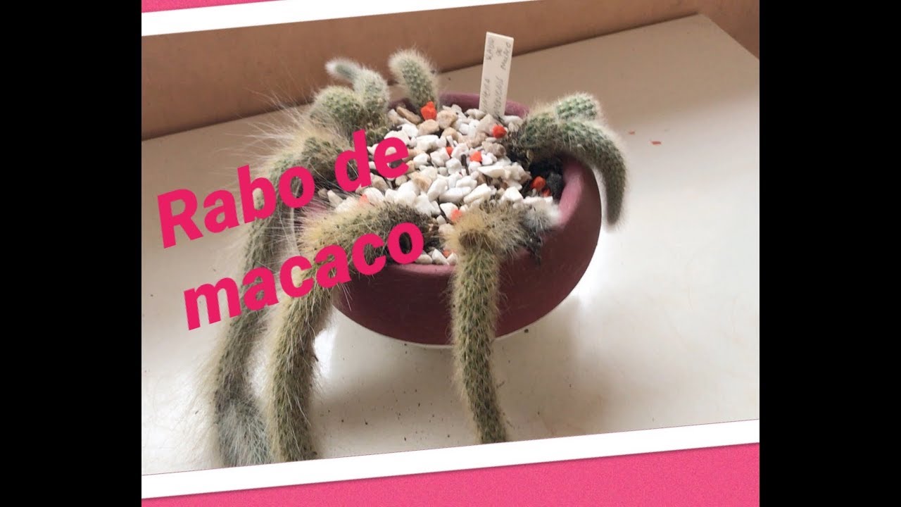 Cacto rabo de macaco / Hildewintera colademononis