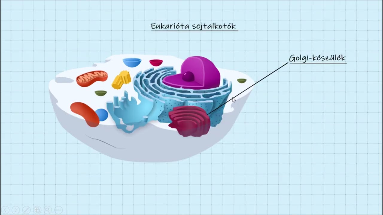 Sejtbiológia 14. rész: Az eukarióta sejtalkotók1.