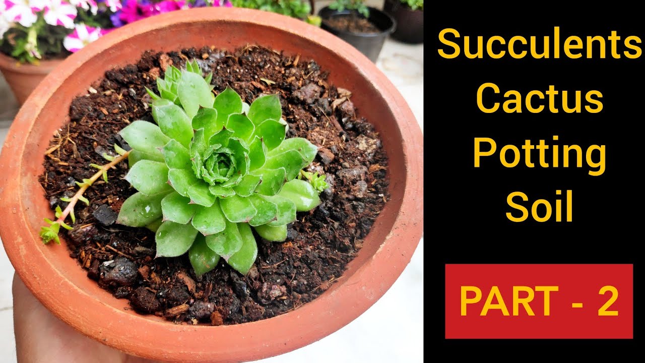 इस मिट्टी में लगाने से एक भी सुकुलेंट नहीं मरेगा😊👍, Best potting mix for succulents n cactus