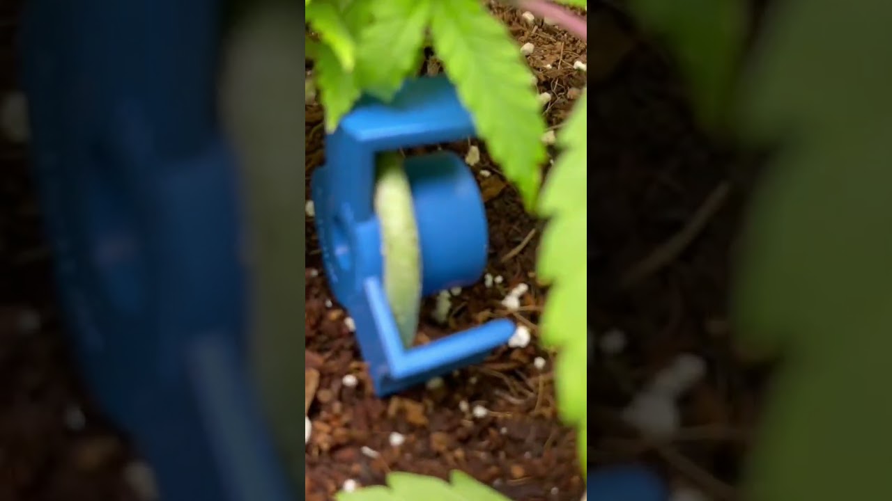 LST clips + young plants