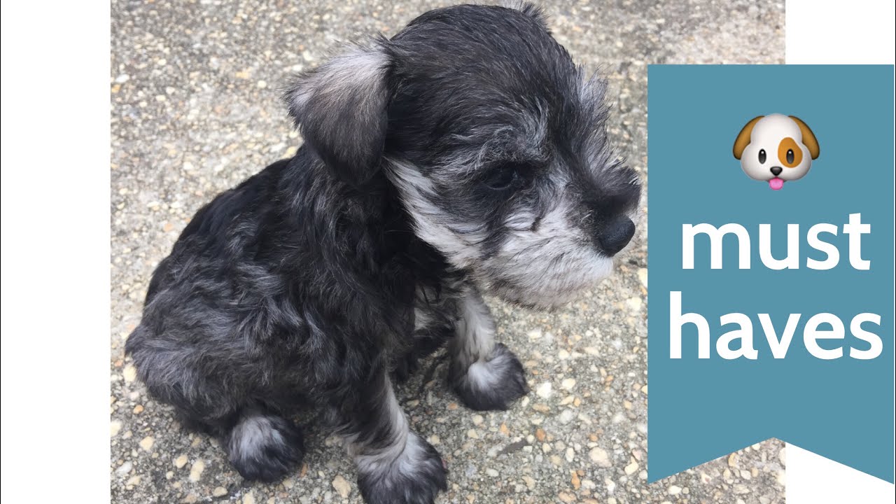 Puppy Must Haves for our Miniature Schnauzer