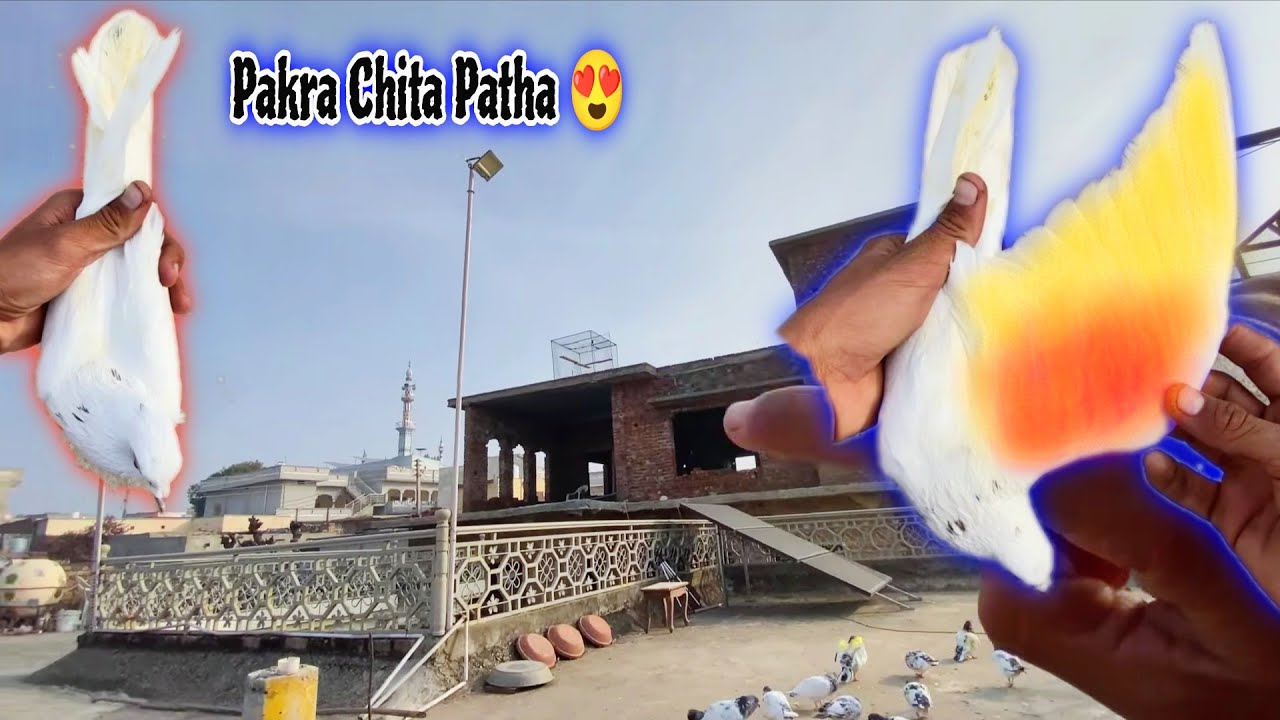 Patiiii Wala 6-Din Rula Patha🕊️ To Kamal Ka Bn Gya 😍