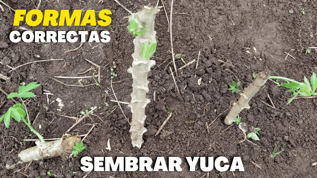 3 Formas Correctas de Sembrar Yuca 🥔
