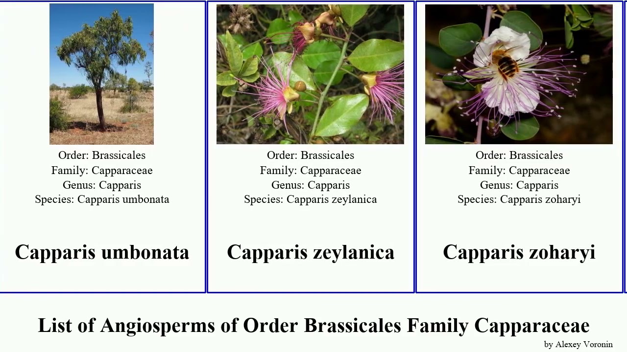 List of Angiosperms of Order Brassicales Family Capparaceae capparis caper maerua crateva boscia