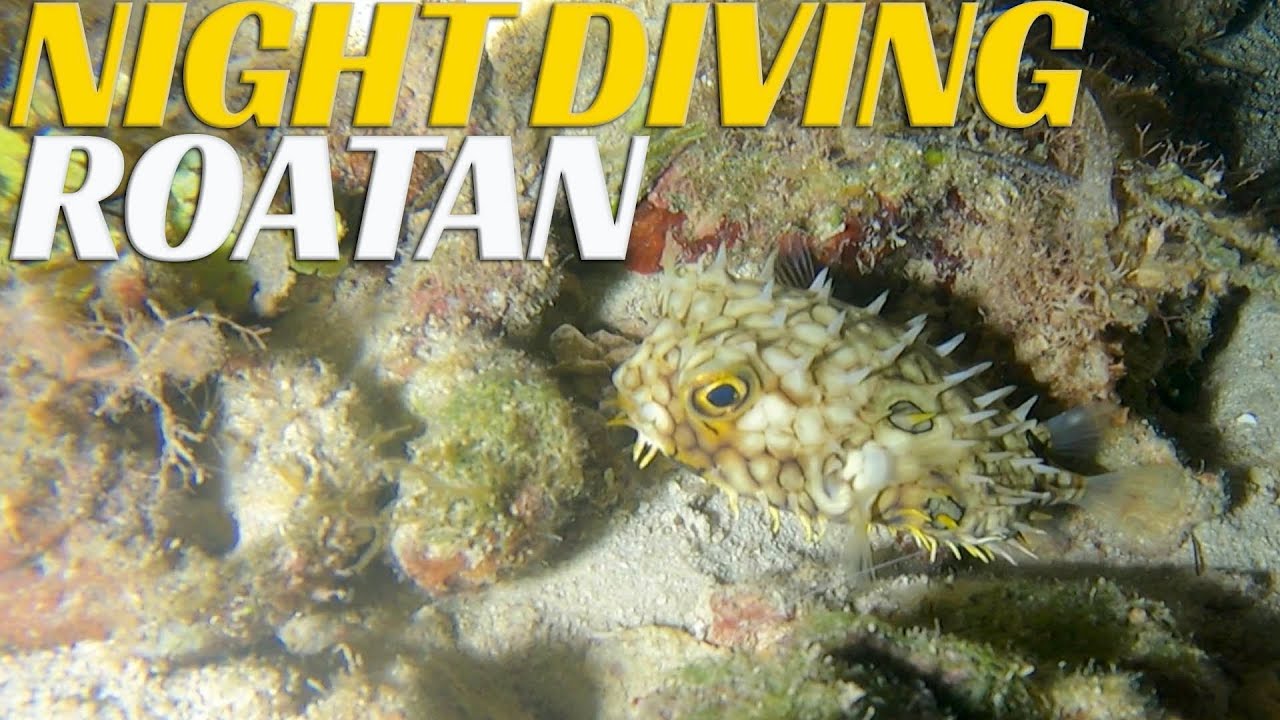 НОЧНОЕ подводное плавание на Роатане — Эпизод 101