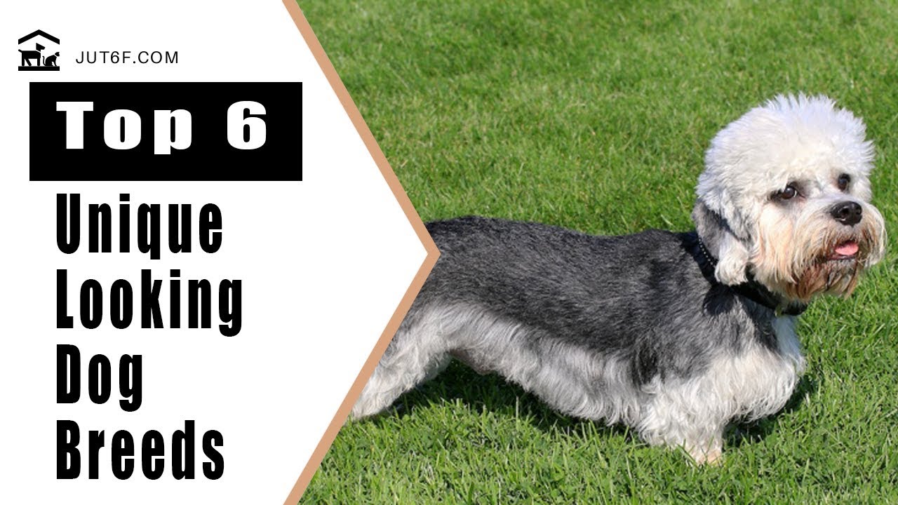 Top 6 Unique Looking Dog Breeds