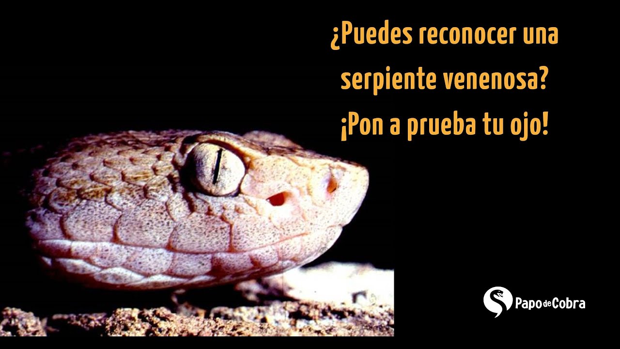 ¿De verdad sabes cuándo una serpiente es venenosa?