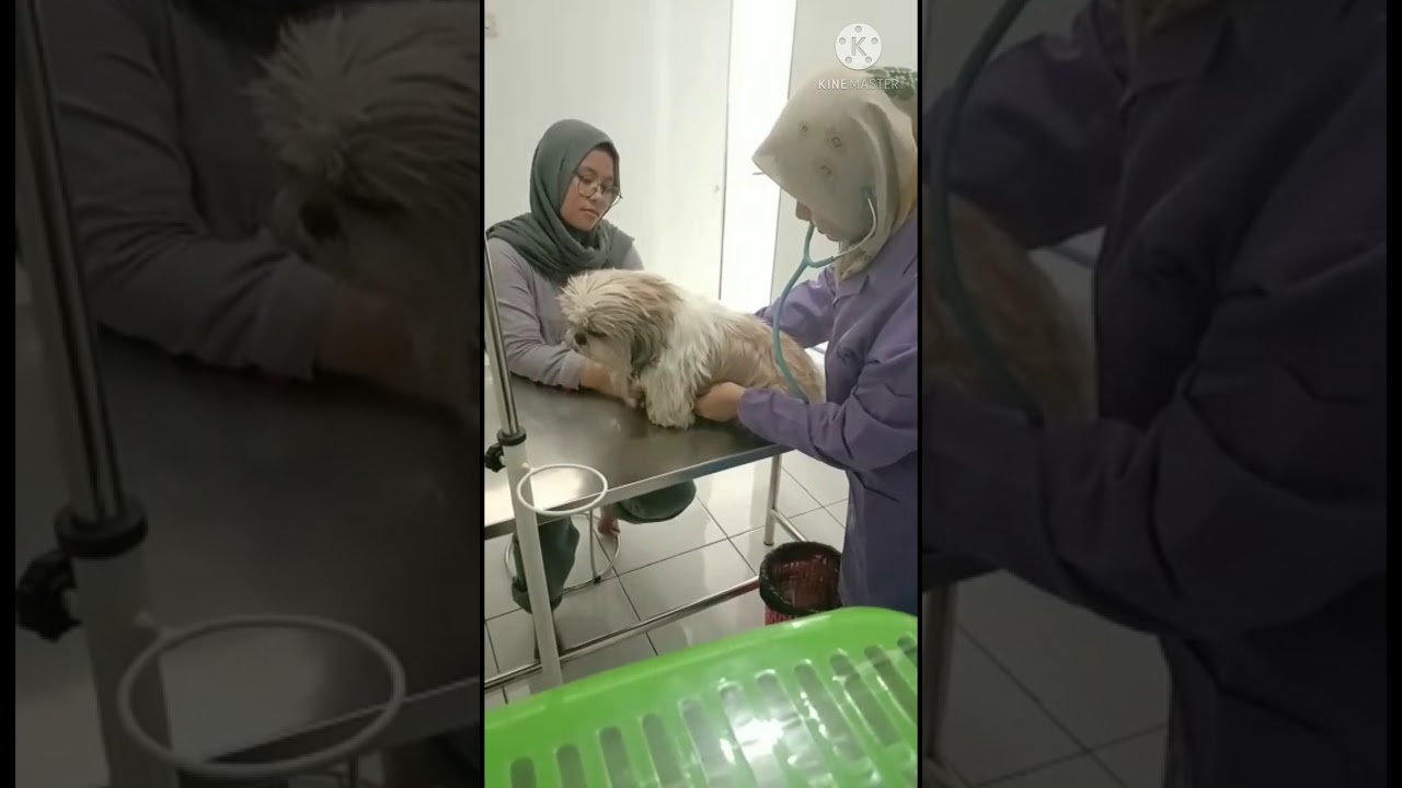Tata cara melakukan pemeriksaan fisik pada hewan