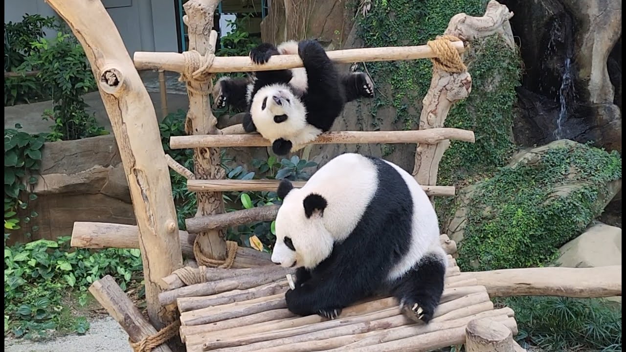 20220926 Giant Panda Sheng Yi 升谊 and mummy Feng Yi 风仪 (aka Liang Liang 靓靓) @Zoo Negara, Malaysia