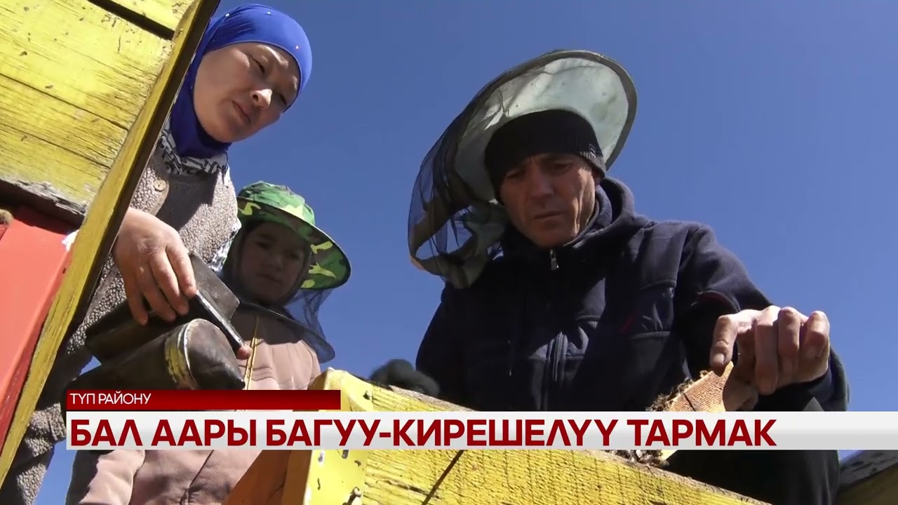Бал аары багуу- кирешелүү тармак
