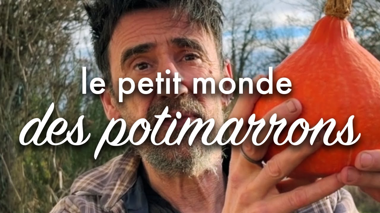 Le petit monde des potimarrons.