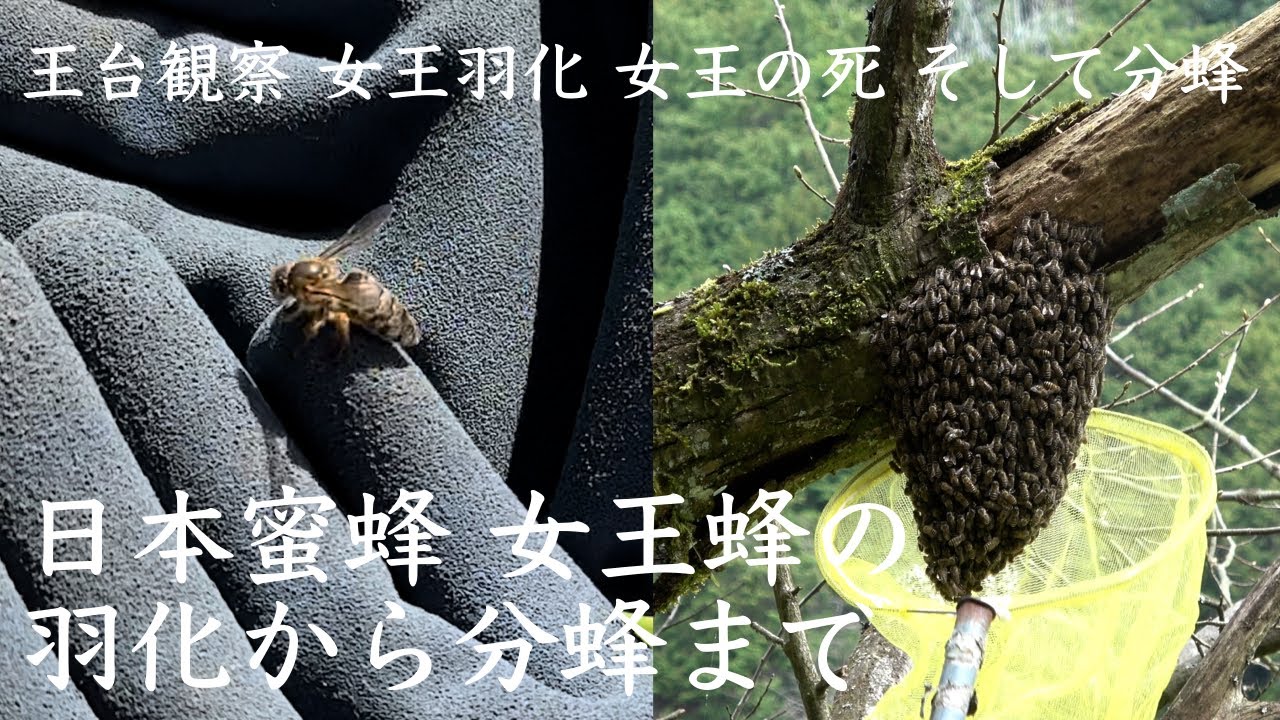 ニホンミツバチ春の群観察 〜女王蜂の誕生から分蜂まで〜