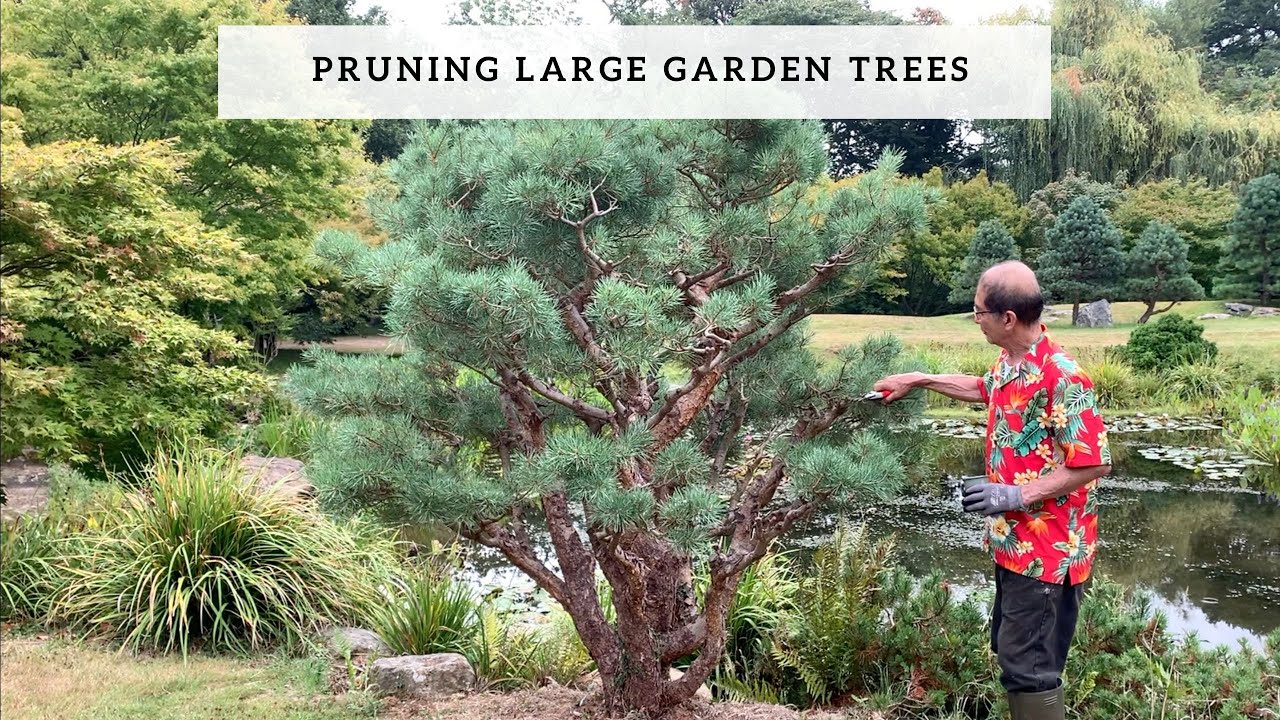 Pruning Large Garden Trees