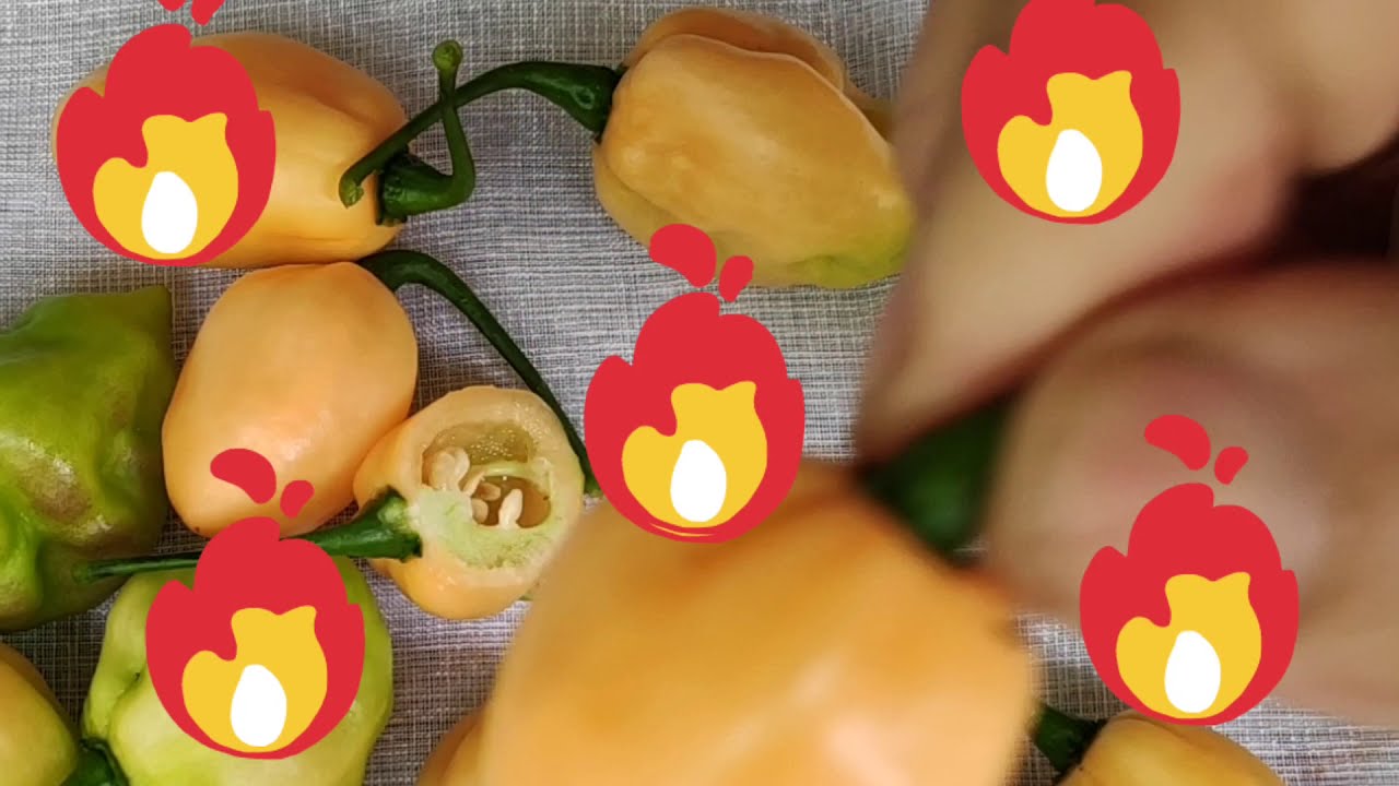 Pimenta 39 - Arriba Saia (Umbigo de Tainha) muito hot. Coleção de Pimentas do Quintal Vila Verde.