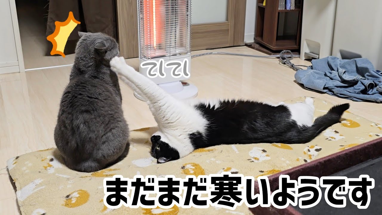 暖かくなってきましたが猫たちはまだまだ寒いようです