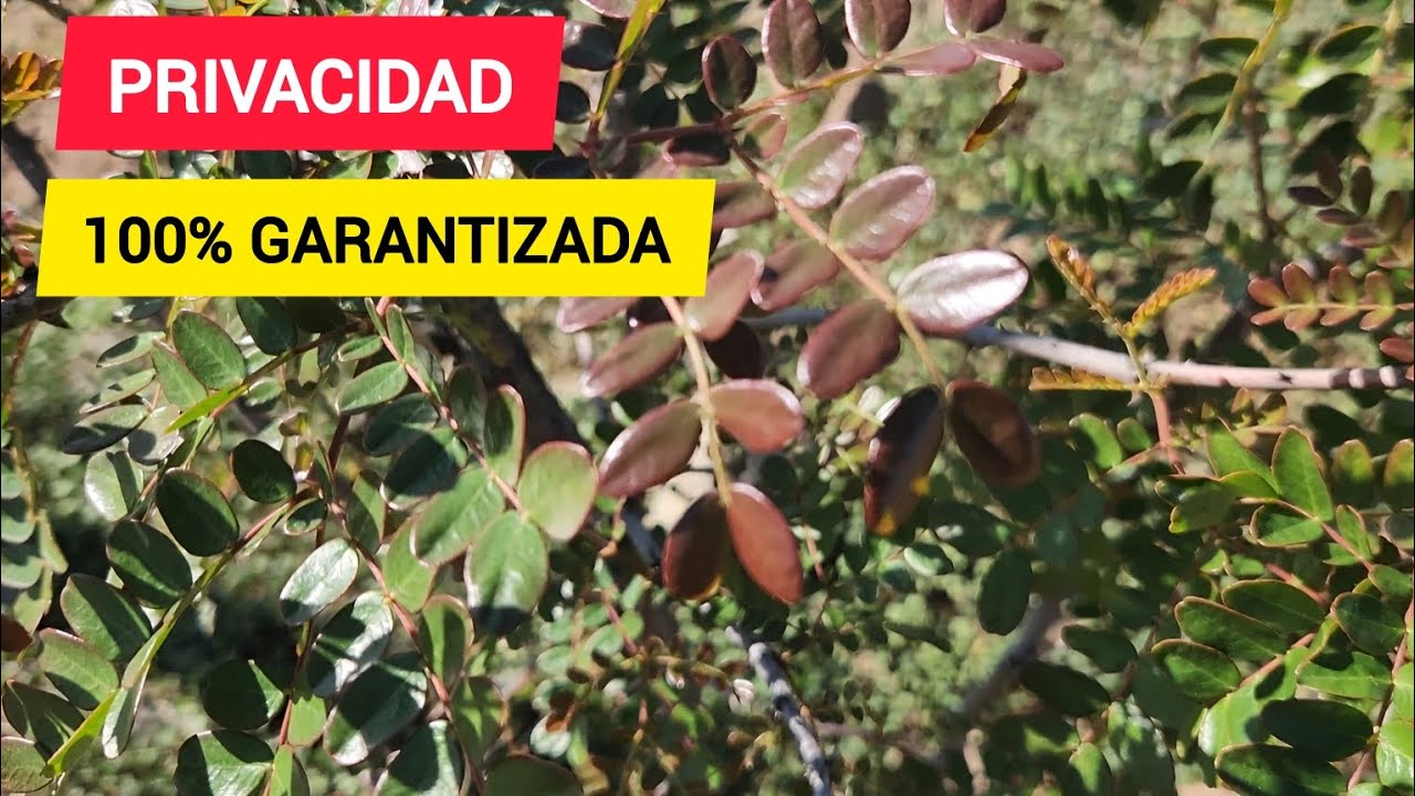 COMO crear un CERCO VIVO de Crecimiento RAPIDO.