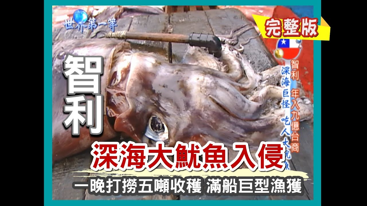 【智利】深海大魷魚現身（象魚魚翅加工廠 / 巨型怪貝藤壺 / 炭烤巨大魷魚）｜《世界第一等》272集小馬完整版