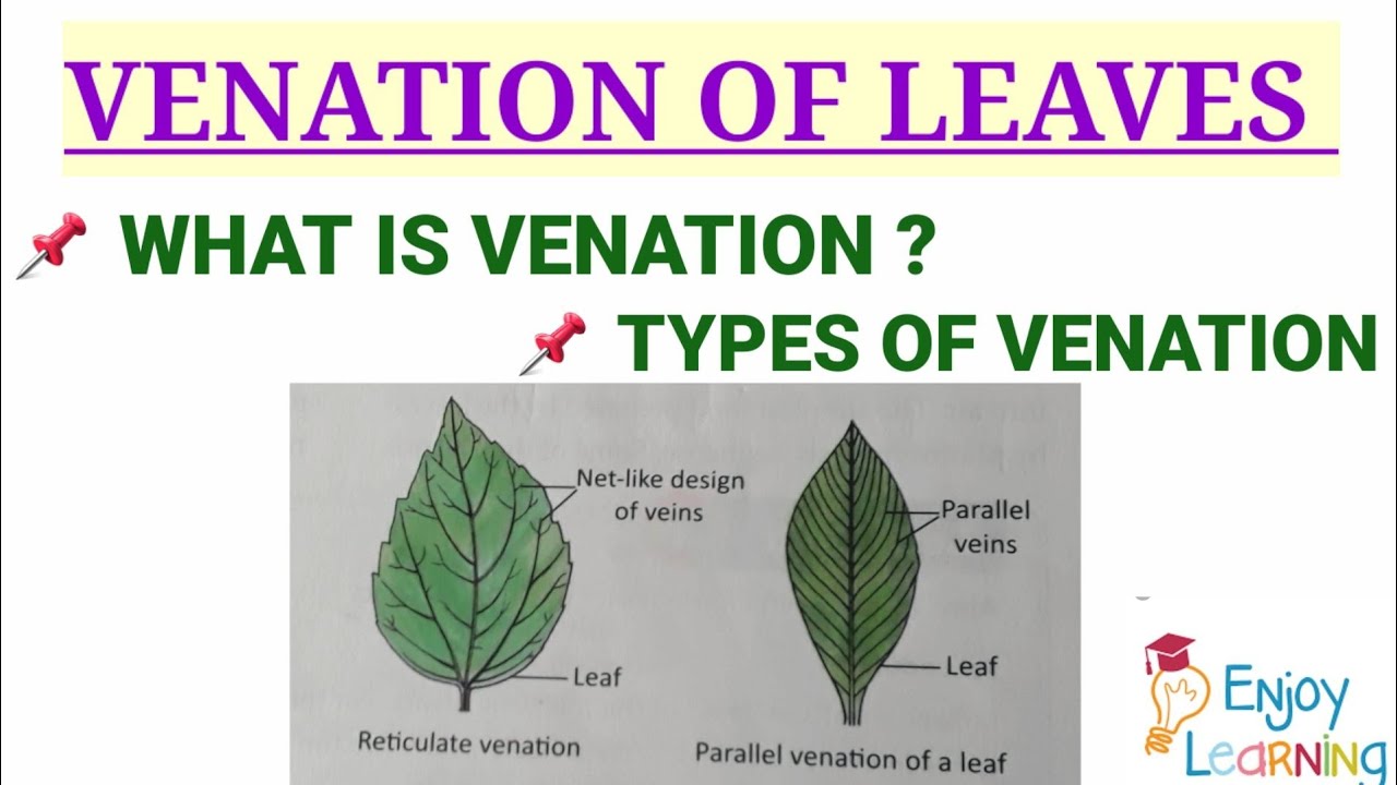 WHAT IS VENATION||TYPES OF VENATION || RETICULATE VENATION || PARALLEL VENATION ||