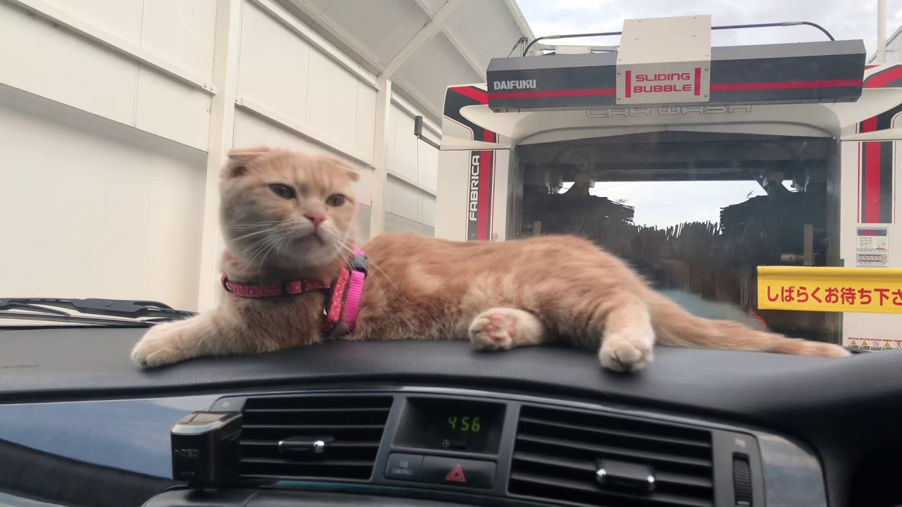 猫とドライブ〜洗車機に入ったら？