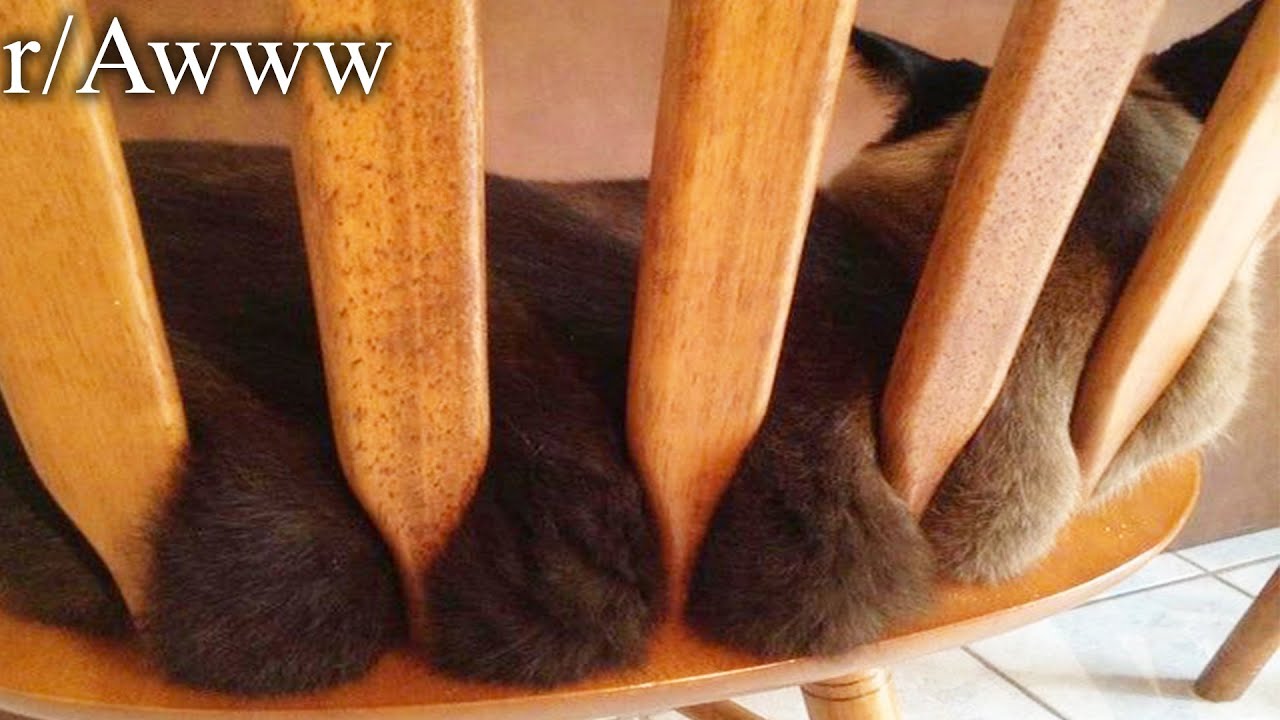 r/Awww | the cat is leaking