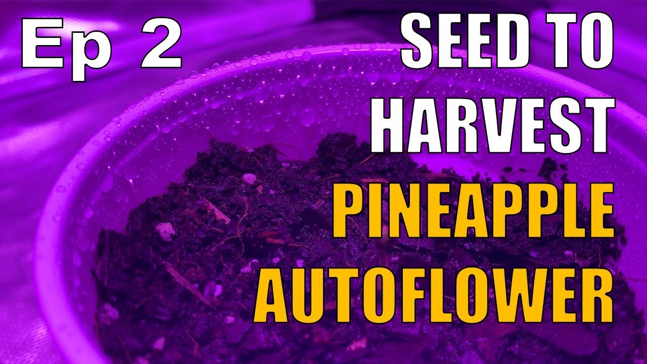 Indoor Pineapple Autoflower Seed to Harvest Ep 2