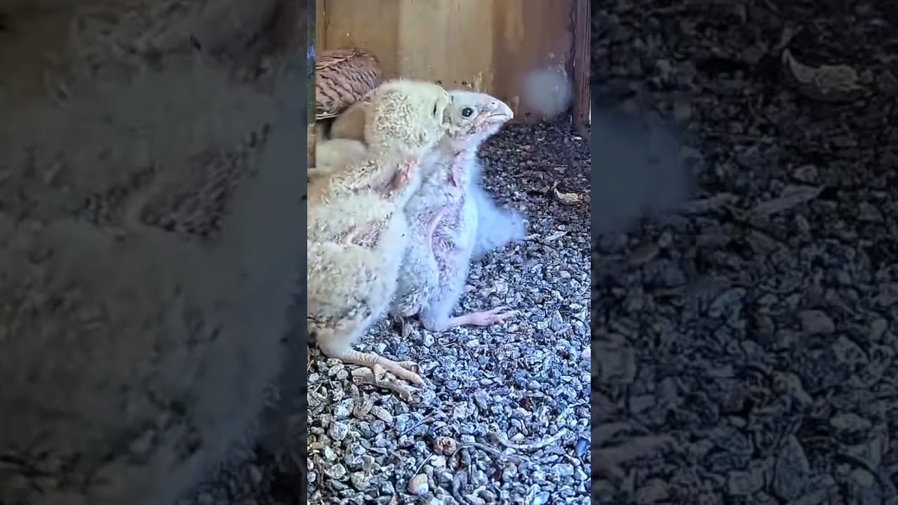 Short: Lesser kestrel nestlings chase after their mom