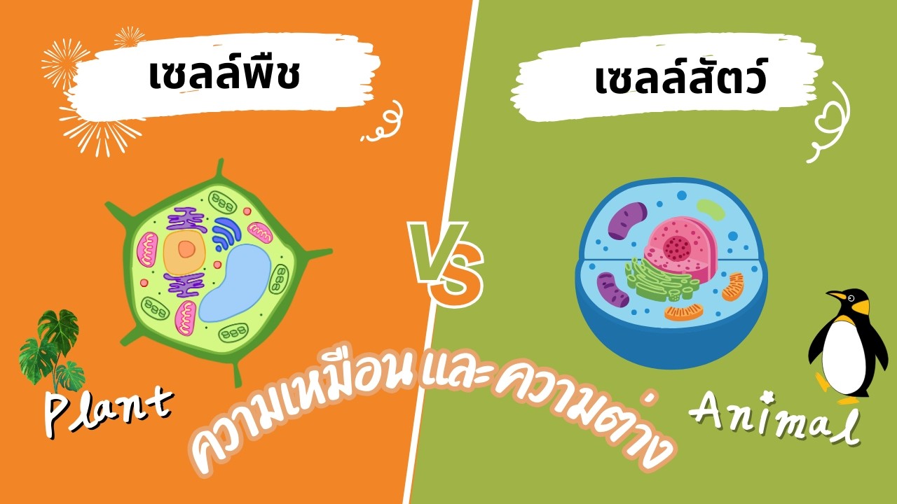 เซลล์พืช vs เซลล์สัตว์ ความเหมือนและความต่าง ฉบับวิทยาศาสตร์เข้าใจง่ายๆ เหมาะสำหรับเด็กประถม