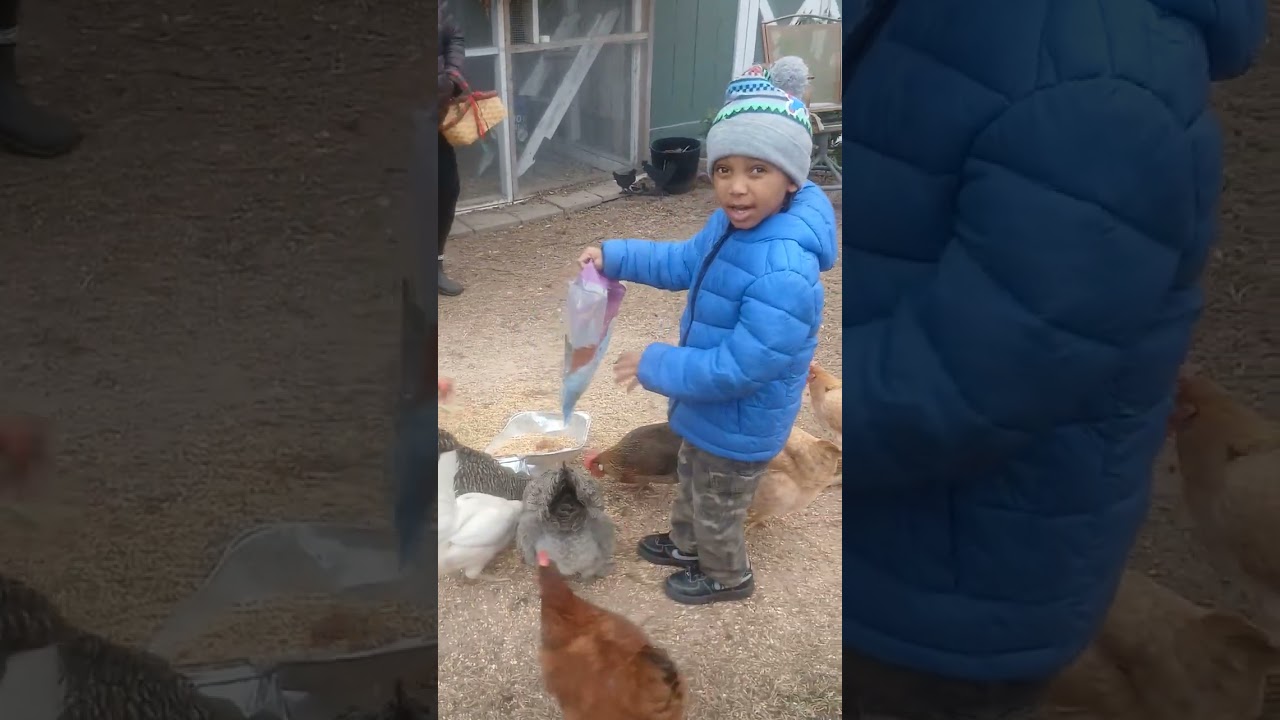 Grandson give treats and get 7 eggs.