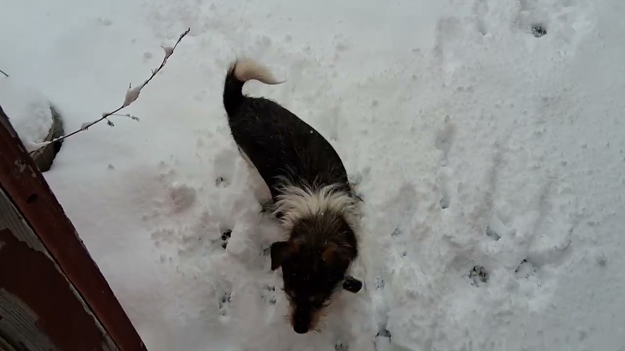 Dogs in the Snow
