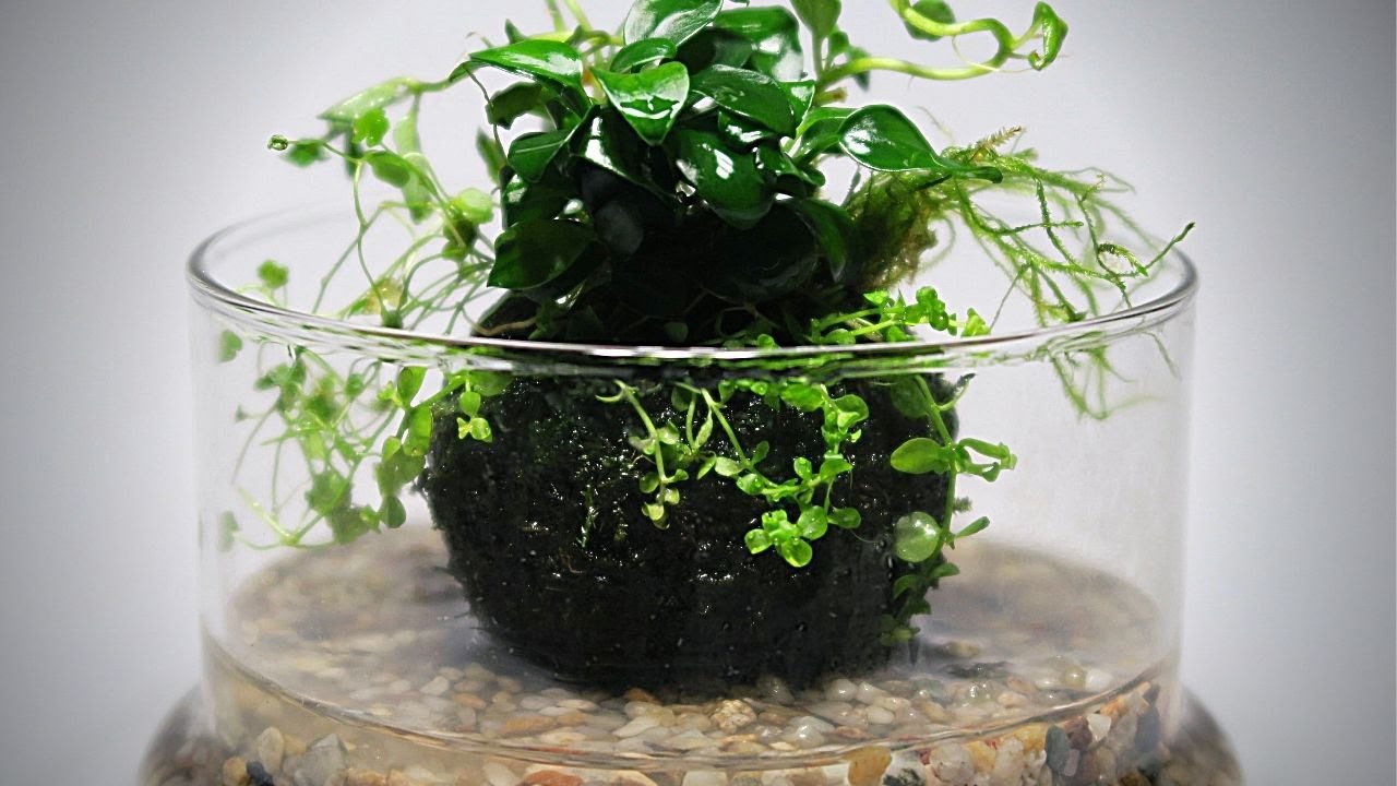 How to make a Wabi Kusa || Wabi Kusa Tutorial || Planted substrate ball