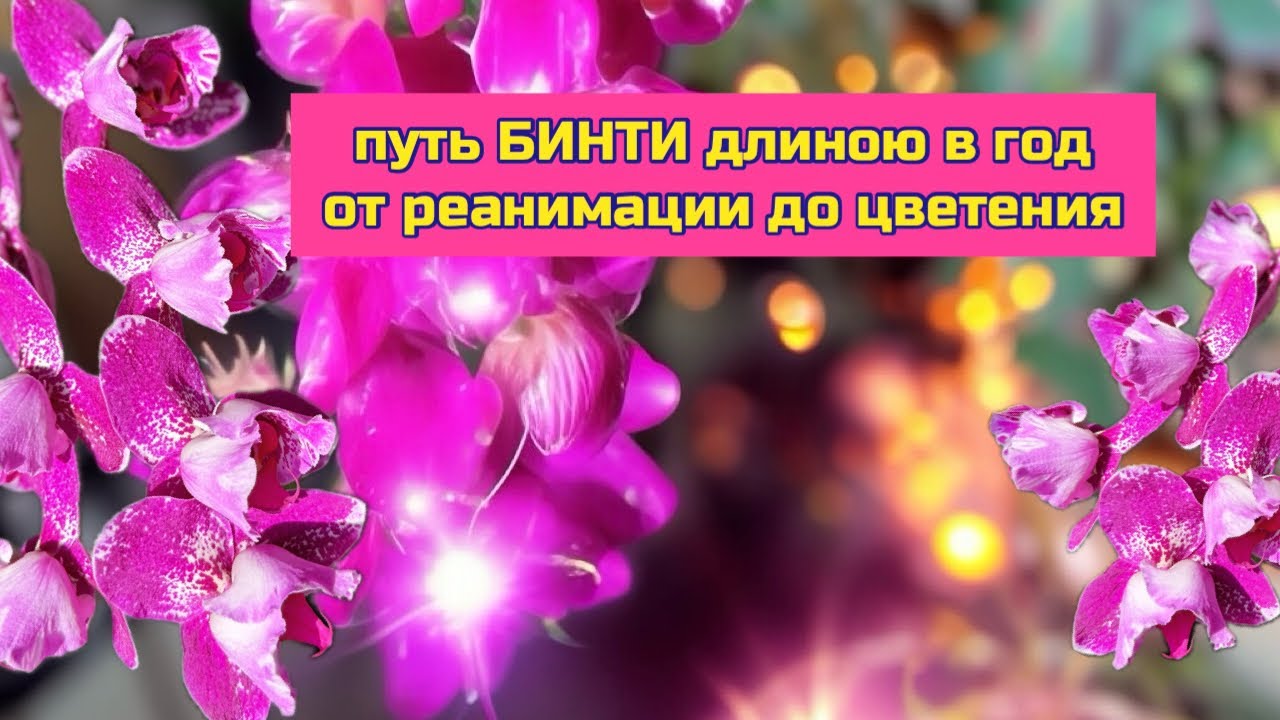 Непростая судьба орхидеи фаленопсис БИНТИ, борьба за существование 🤦🏻‍♀️ от реанимации до цветения