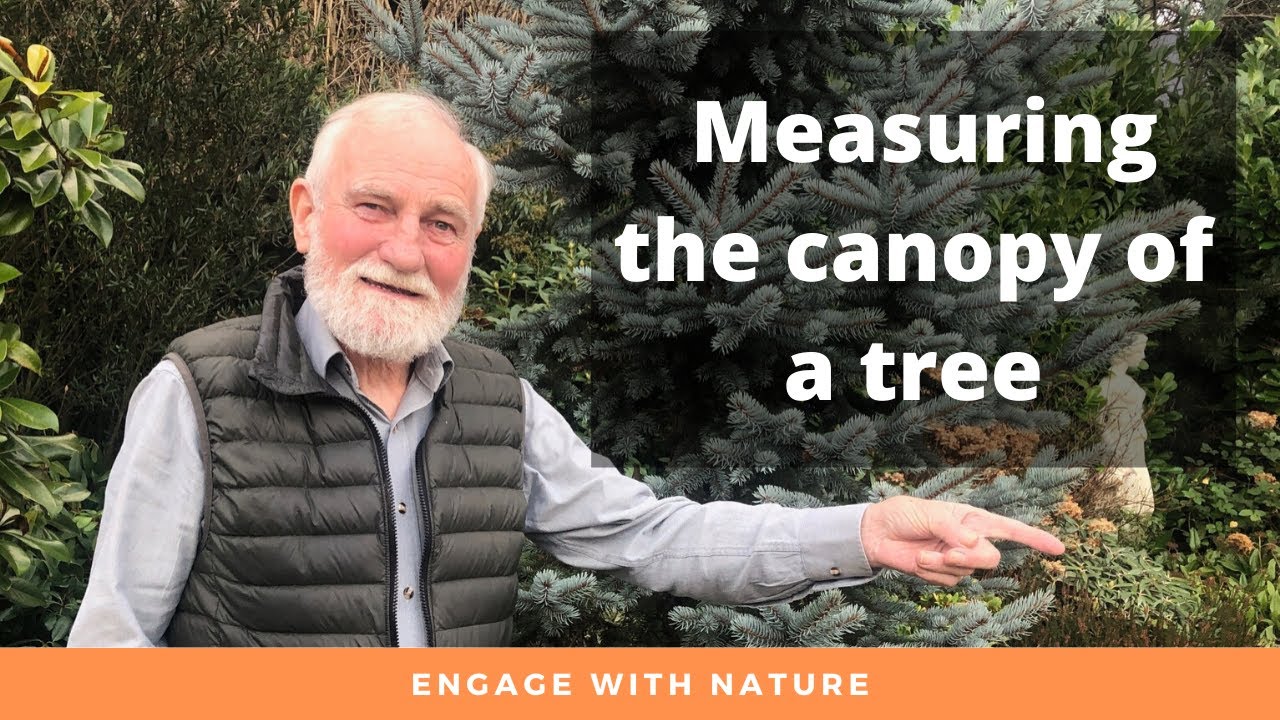 Measuring the canopy of a tree