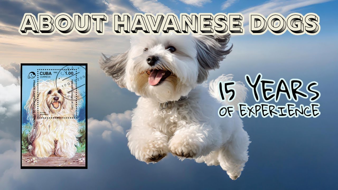 Подробнее о собаках породы хаванезе | То, что я хотела бы знать