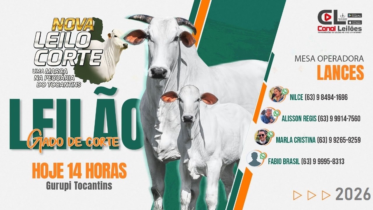 LEILÃO TRADIÇÃO GADO DE CORTE NOVA LEILO CORTE LEILÕES | GURUPI-TO  06/02/2026