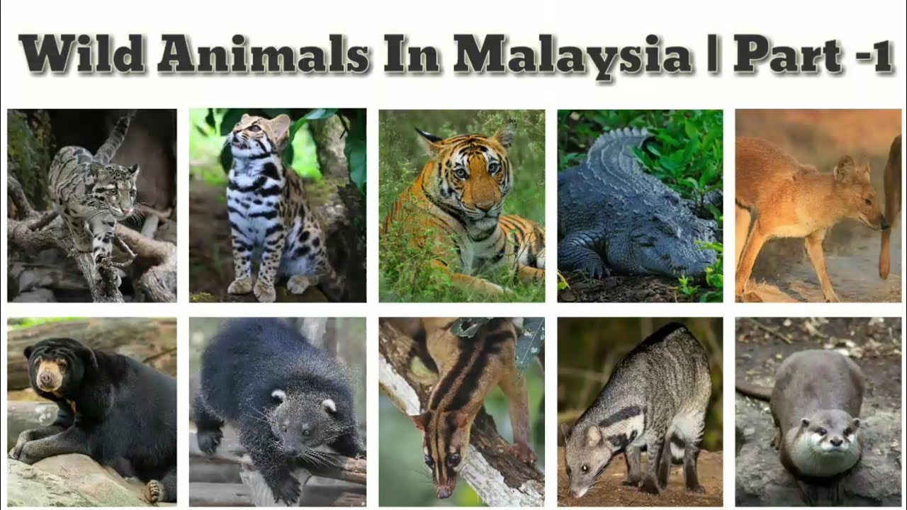 Wild Animals In Malaysia | Part 1