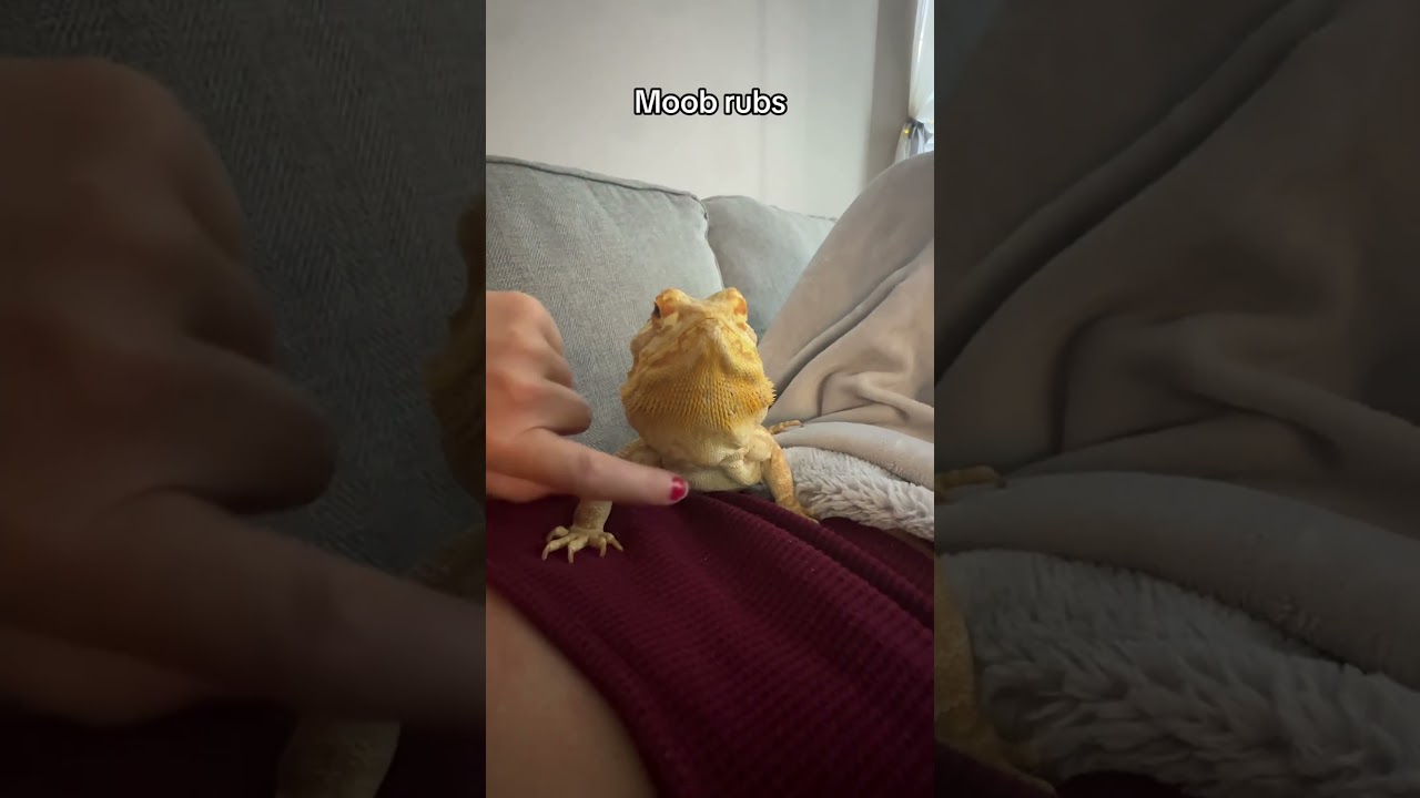Different ways to show your bearded dragon affection. #beardeddragon #reptiles #pets