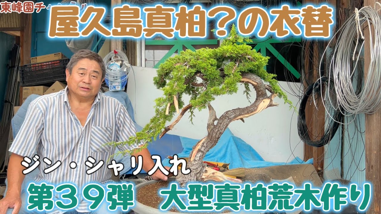 【盆栽】第３９弾　大型真柏の荒木作り【屋久島真柏？の衣替】