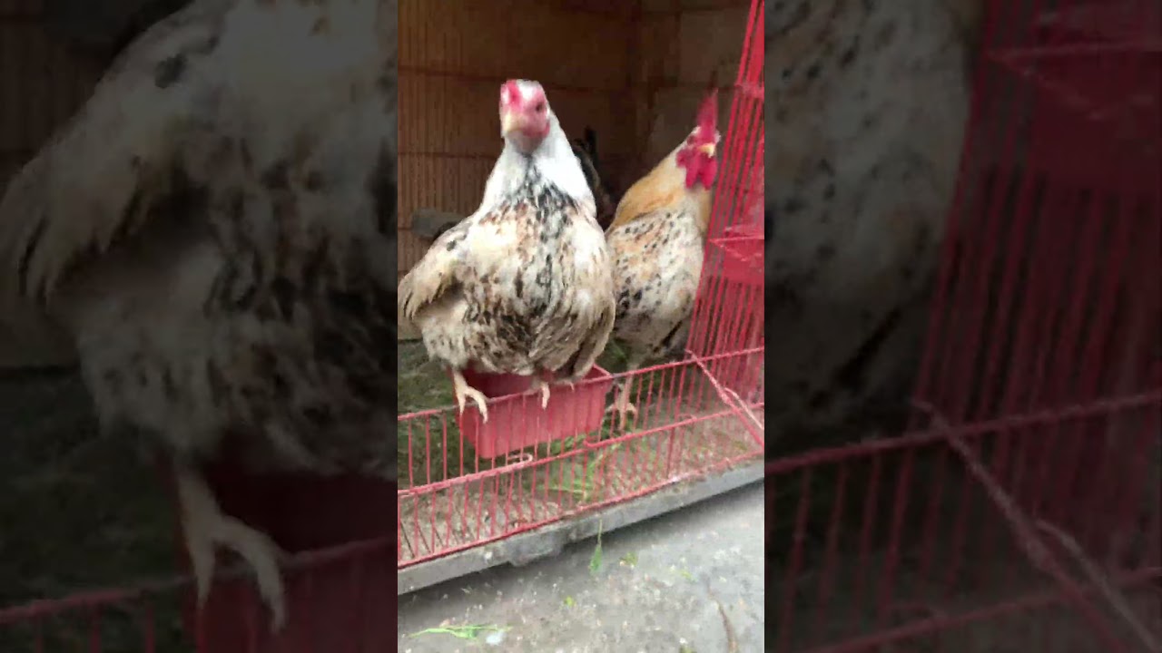 Bantam chickens are excited to came out  #rooster
