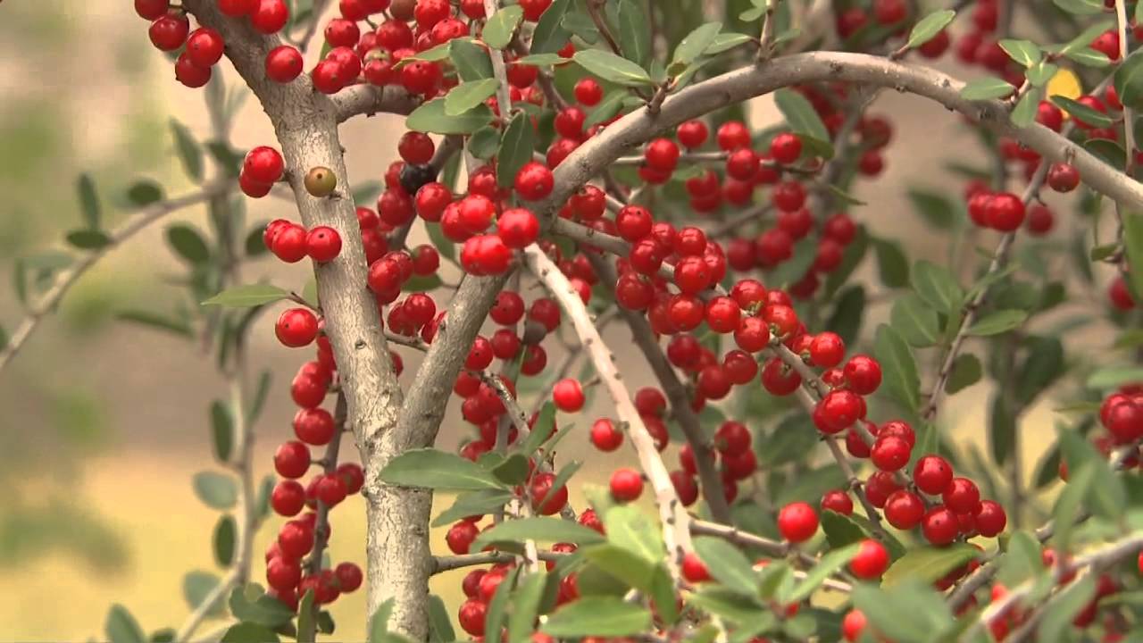 Winter Berries - Southern Gardening Television
